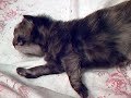Petits chatons Petits chatons