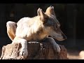Vargen - free flv video @ vwatch.tv