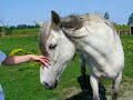 Waar kwamen de paarden Daan en Capita vandaan?