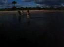 Mini Pantanal - Brasile 2007