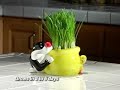 Chia Cat Grass 30: second