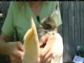 Crazy K Farm on Houston local news channel 13
