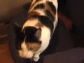 Where are the kittens?