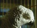 Bud Light - parrots Bud Light - parrots