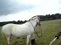 Mad Hoss Bunty XD