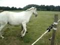 Mad Hoss Bunty XD