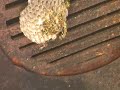 Fledgling bee nest under construction