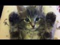 Cute funny kitten