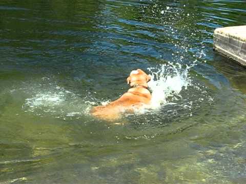 Not The Best Dog Swimmer