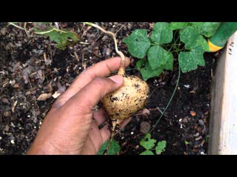 how to harvest jicama