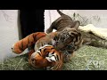 Frisky Baby Tiger!!! Frisky Baby Tiger!!!