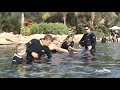 discovery cove sea world orlando 2008 part 1