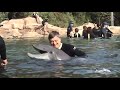 discovery cove sea world orlando 2008 part 1