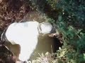 Dogs capture a Wild boar PORTUGAL
