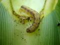 Western Bean Cut Worm in Michagan