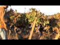 BH La Cosecha del Carmenere 09