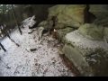 Winter Walk Highlights WEB.mov