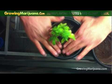 how to replant my weed plant