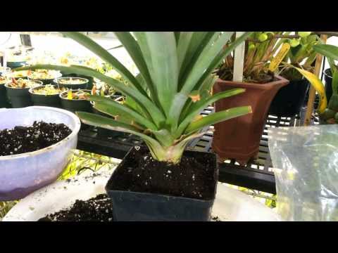 how to fertilize pineapple plants
