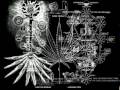 Ethiopian Barren Figtree Parable of HIM Haile Selassie Vineyard - Luke 13 6-9_NEW.mp4
