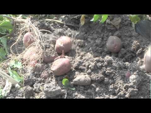 how to harvest new potatoes