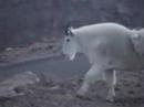 Mountain Goats in Colorado