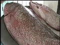 ariadne santin no calibra basculas profeco no dan kilos de a kilo OK