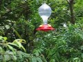 Big Hummingbird