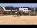 paard te koop
