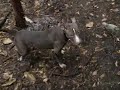 Ver vídeo
