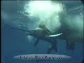 Game Fish - Billfish Game Fish - Billfish