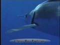Game Fish - Billfish