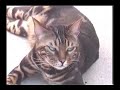 Bengal Escape Bengal Escape