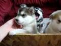 Zoe-Derfler-puppies-