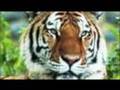 videos de Welcome to the jungle