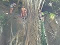 belle at KIPU, hawai
