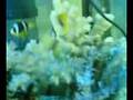 butterfly fish first time in my tank