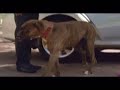 Sophisticated talking dog - funny Toyota commercial