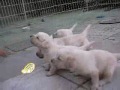 24 days old puppies