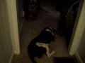 PIT BULL PRANKS- 