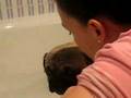 Pug video