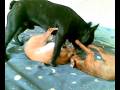 Bouledogue pinscher chiauahau Poldo Pepi Aki.mp4