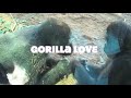 Gorilla Love