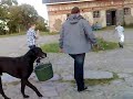 Grandisen Ceasar bär spannen till stallet