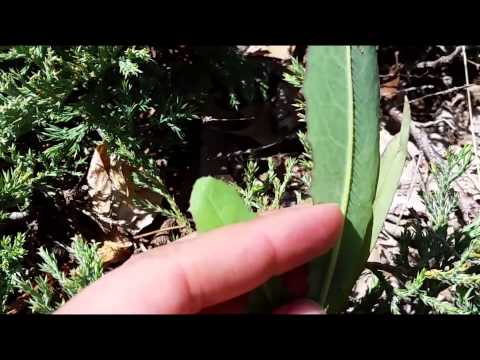 How to Identify Prickly Lettuce (Lactuca serriola)