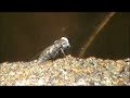 horsefly
