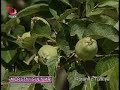 gülnar ilçesi ve gezende köyü gülnar ilçesi ve gezende köyü