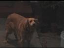 nuisance dog 8 fern nuisance dog 8 fern