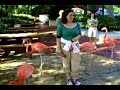 Bush Gardens Flamingos