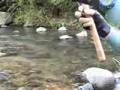 ナナホシテントウ動画7